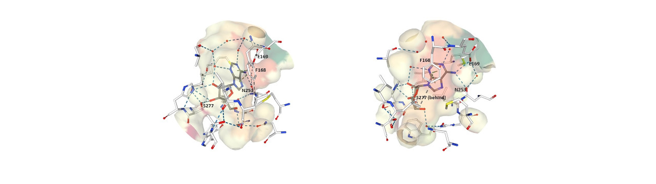 adenosine bound in receptor